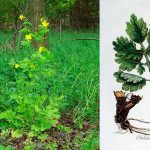 Chelidonium majus L., або великий чистотіл — це дивовижна рослина, відома своїми лікувальними властивостями протягом століть