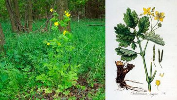 Chelidonium majus L., або великий чистотіл — це дивовижна рослина, відома своїми лікувальними властивостями протягом століть