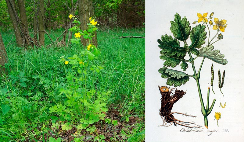 Chelidonium majus L., або великий чистотіл — це дивовижна рослина, відома своїми лікувальними властивостями протягом століть