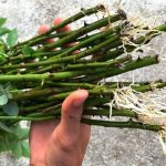 Як виростити троянди з живців за допомогою бананового добрива