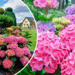 Дивовижно простий спосіб розмноження гортензії з листка — результат вже через 30 днів!