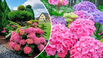 Дивовижно простий спосіб розмноження гортензії з листка — результат вже через 30 днів!