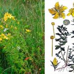 Звіробій: лікувальні властивості, користь та застосування у народній медицині