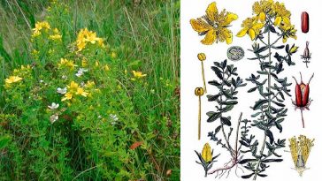 Звіробій: лікувальні властивості, користь та застосування у народній медицині