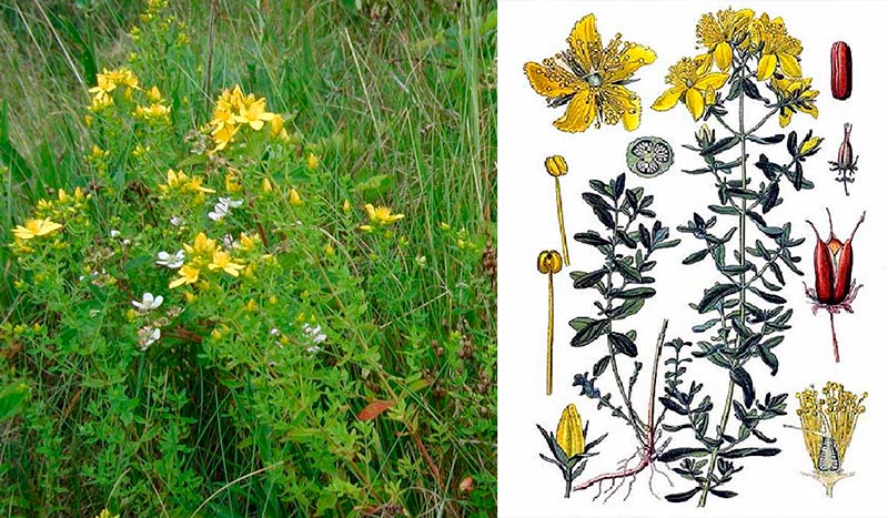 Звіробій: лікувальні властивості, користь та застосування у народній медицині