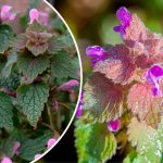 13 Неймовірних Користей Пурпурової Глухої Кропиви для Здоров'я та Дому