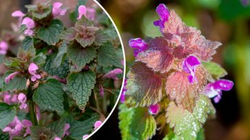 13 Неймовірних Користей Пурпурової Глухої Кропиви для Здоров'я та Дому