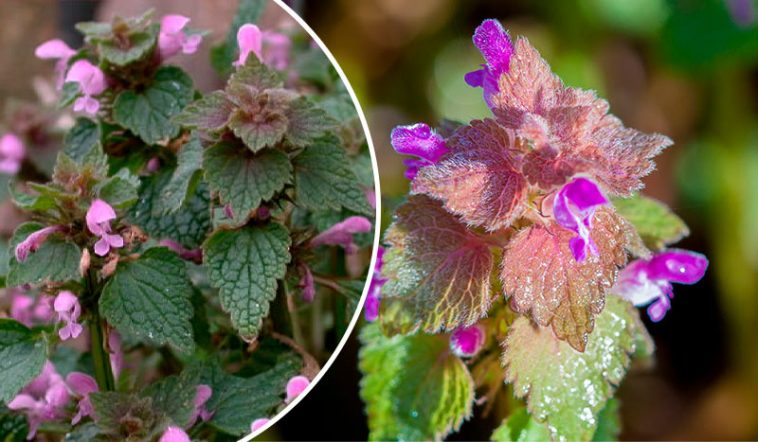 13 Неймовірних Користей Пурпурової Глухої Кропиви для Здоров'я та Дому