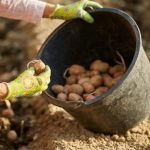 У 2025 році не поспішайте садити картоплю до Великодня: і справа не в прикметах