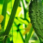 Як уникнути пустоцвіту на огірках: прості поради для щедрого врожаю