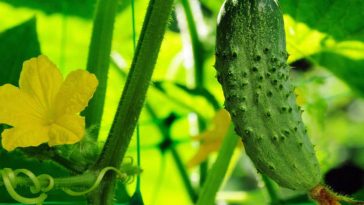 Як уникнути пустоцвіту на огірках: прості поради для щедрого врожаю