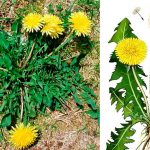 Дива листя кульбаби, про які ви ніколи не знали