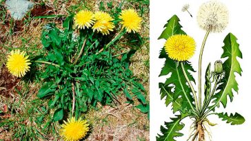 Дива листя кульбаби, про які ви ніколи не знали