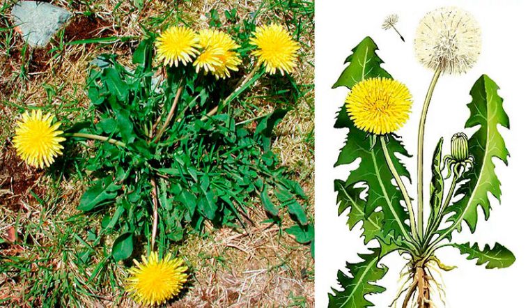 Дива листя кульбаби, про які ви ніколи не знали