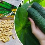 Як виростити гігантські огірки: секрет замочування насіння перед посадкою