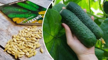 Як виростити гігантські огірки: секрет замочування насіння перед посадкою