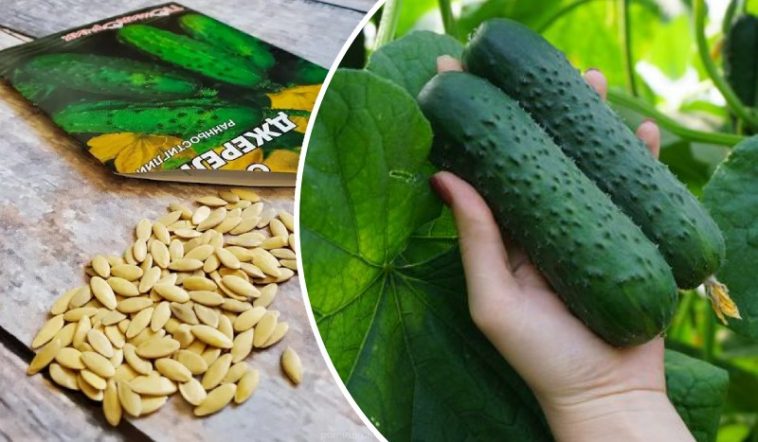 Як виростити гігантські огірки: секрет замочування насіння перед посадкою