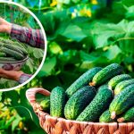 Вирощування огірків: секрет багатого врожаю за 21 день!