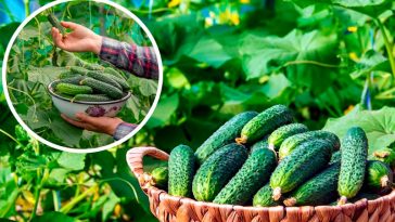 Вирощування огірків: секрет багатого врожаю за 21 день!