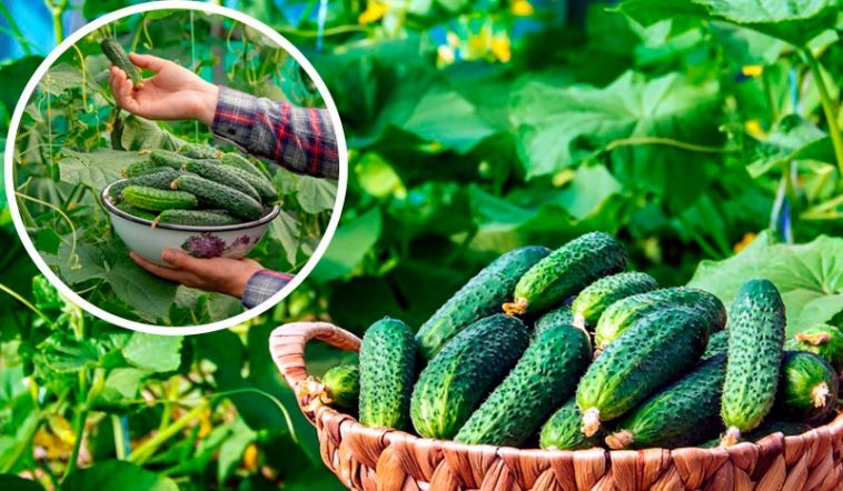 Вирощування огірків: секрет багатого врожаю за 21 день!