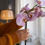 Полийте орхідею лимонною водою – і вона розквітне з новою силою!