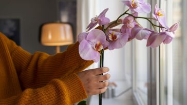 Полийте орхідею лимонною водою – і вона розквітне з новою силою!