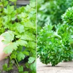 Коли сажати петрушку в 2025 году, чтобы получить большой урожай?