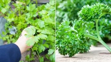 Коли сажати петрушку в 2025 году, чтобы получить большой урожай?