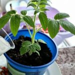 Домашній поживний напій для розсади у квітні: щоб росла вшир, а не тяглася вгору