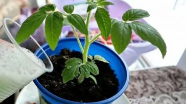 Домашній поживний напій для розсади у квітні: щоб росла вшир, а не тяглася вгору