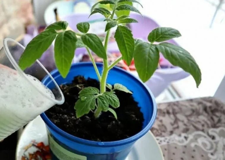 Домашній поживний напій для розсади у квітні: щоб росла вшир, а не тяглася вгору