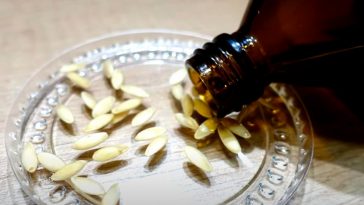 Насіння огірків проросте вже за кілька годин! У чому замочувати, щоб отримати міцну розсаду без хвороб