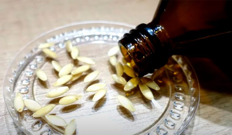 Насіння огірків проросте вже за кілька годин! У чому замочувати, щоб отримати міцну розсаду без хвороб