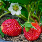 Полуниця «вибухає» в зрості після цього підживлення! Потужний стимул перед цвітінням 🌱🍓