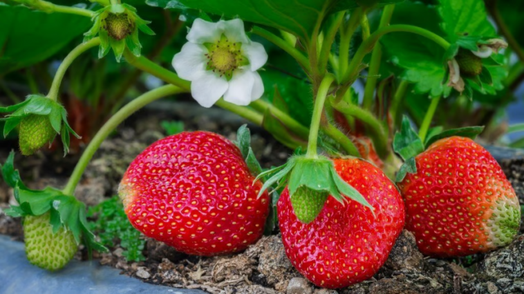 Полуниця «вибухає» в зрості після цього підживлення! Потужний стимул перед цвітінням 🌱🍓
