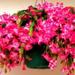 Як змусити декабриста цвісти: прості секрети пишного цвітіння