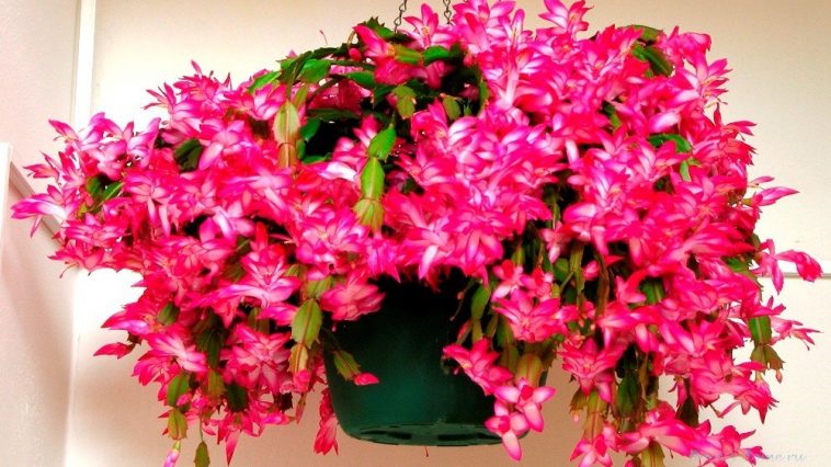 Як змусити декабриста цвісти: прості секрети пишного цвітіння