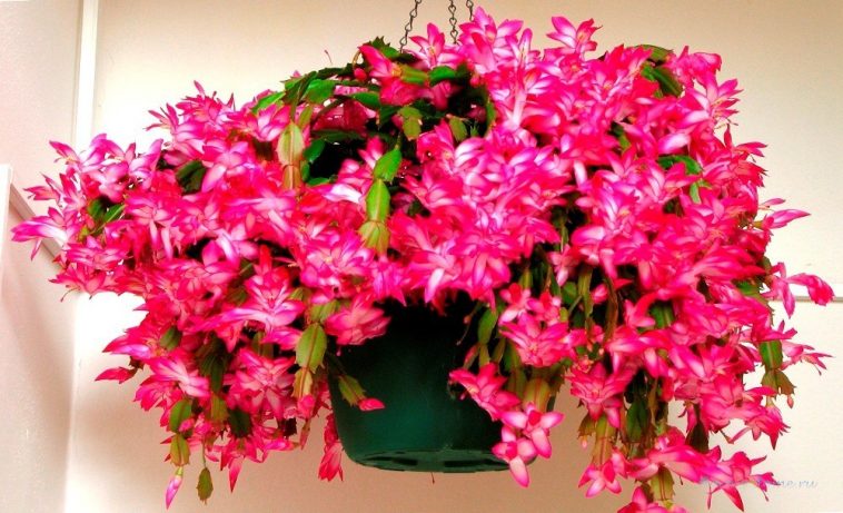 Як змусити декабриста цвісти: прості секрети пишного цвітіння