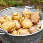 Щоб зберегти врожай картоплі — уникайте цих поширених помилок