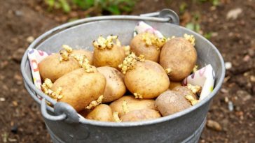 Щоб зберегти врожай картоплі — уникайте цих поширених помилок