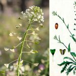 Цілющі властивості гірської квітки «Пастуша квітка» проти куріння: природний засіб у боротьбі з нікотиновою залежністю