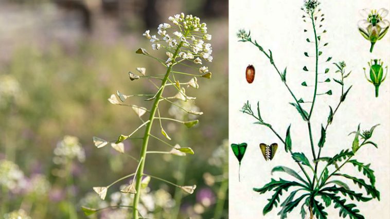 Цілющі властивості гірської квітки «Пастуша квітка» проти куріння: природний засіб у боротьбі з нікотиновою залежністю