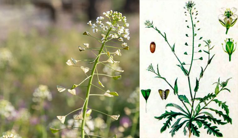 Цілющі властивості гірської квітки «Пастуша квітка» проти куріння: природний засіб у боротьбі з нікотиновою залежністю