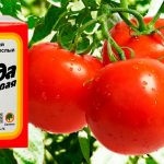 Навесні купую одразу 10 пачок соди — вистачає їх лише на пару днів: розповідаю, як використовую соду в городі