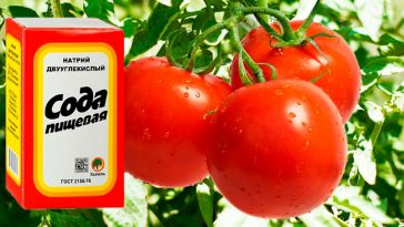 Навесні купую одразу 10 пачок соди — вистачає їх лише на пару днів: розповідаю, як використовую соду в городі