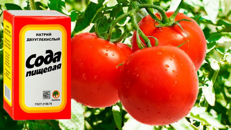 Навесні купую одразу 10 пачок соди — вистачає їх лише на пару днів: розповідаю, як використовую соду в городі