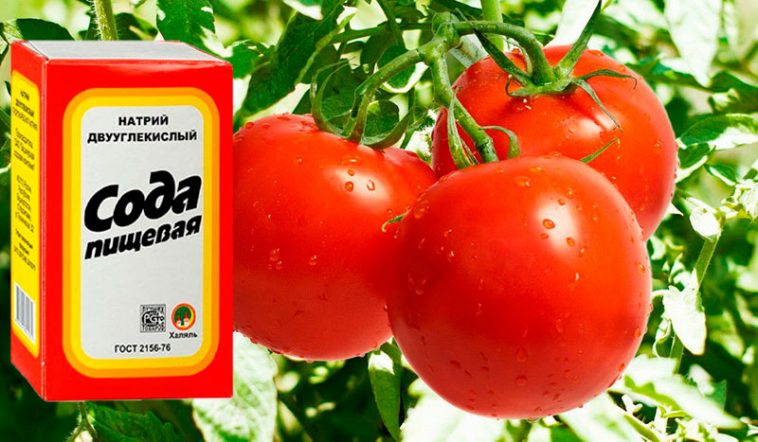 Навесні купую одразу 10 пачок соди — вистачає їх лише на пару днів: розповідаю, як використовую соду в городі