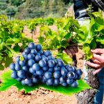 Перше підживлення винограду навесні: які добрива вносити та як правильно це зробити