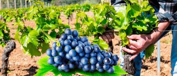 Перше підживлення винограду навесні: які добрива вносити та як правильно це зробити