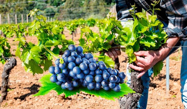 Перше підживлення винограду навесні: які добрива вносити та як правильно це зробити